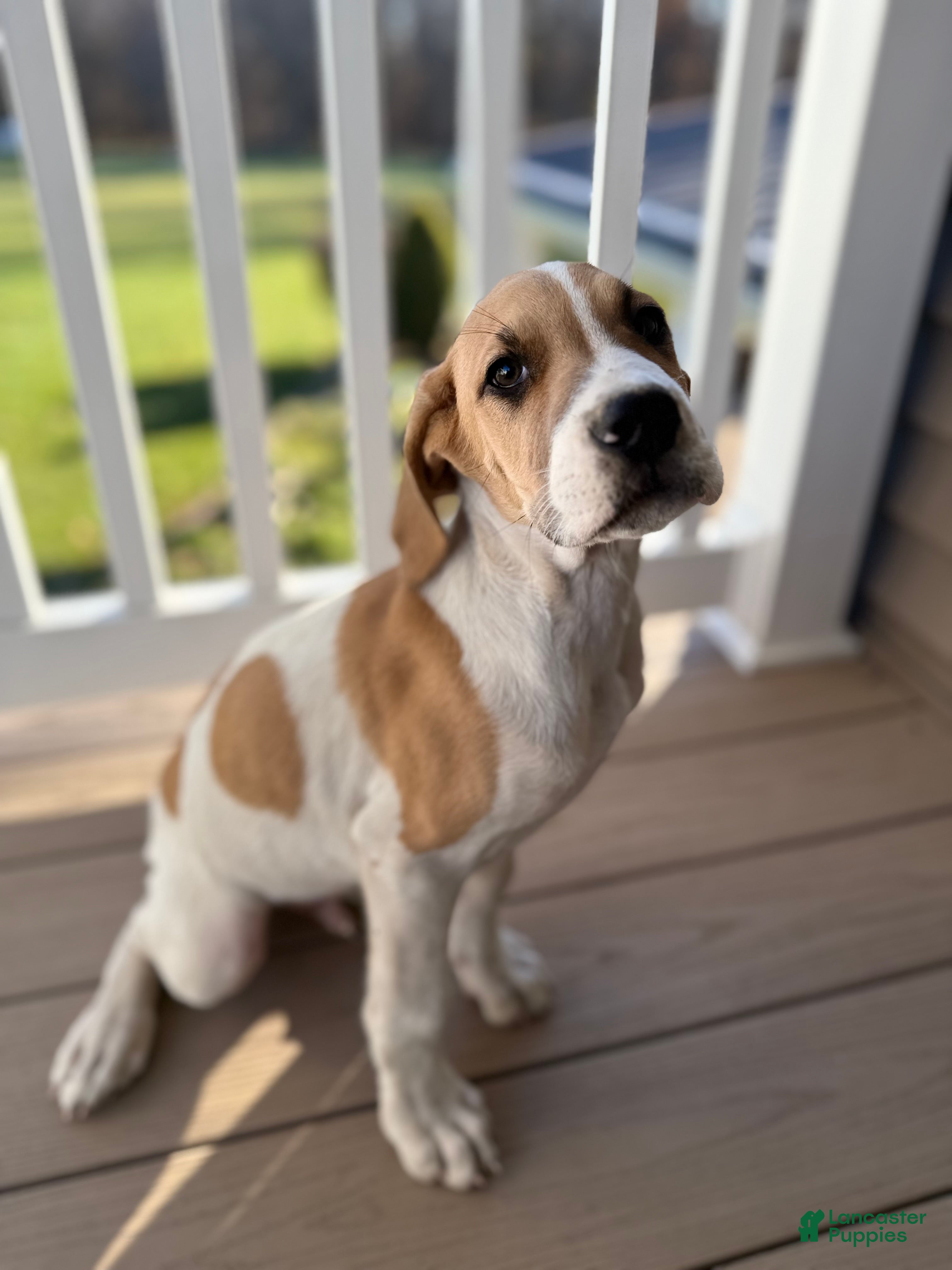 Mixed Breed dogs Bison - Ad 2