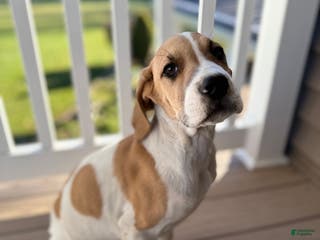 Mixed Breed dogs Bison - Ad 1