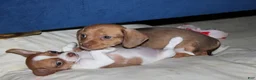 Mixed Breed dogs for sale: Copper  - Ad 1