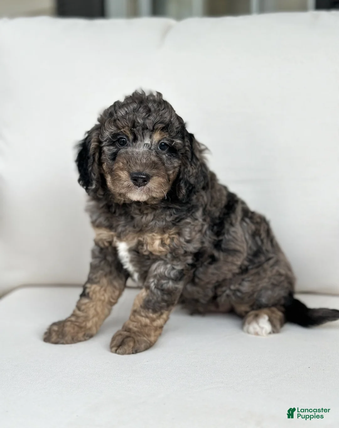 Mini Goldendoodle dogs for sale: Beau - Ad 2