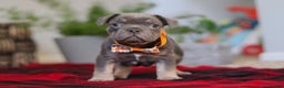 Frenchton dogs for sale: Archie - Ad 5