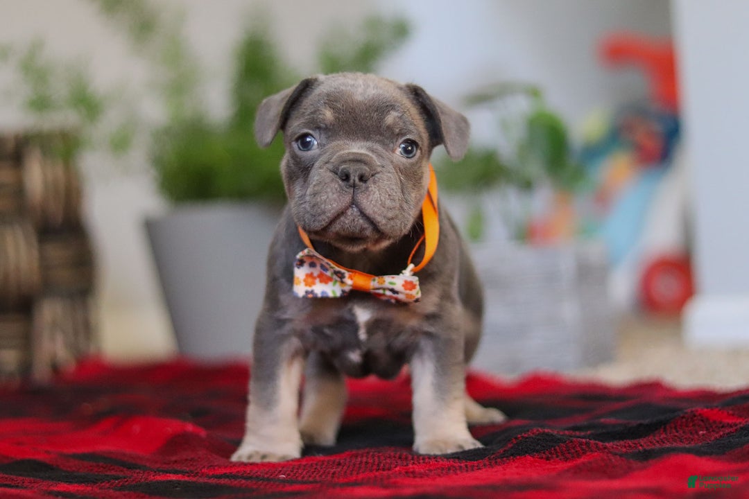 Frenchton dogs for sale: Archie - Ad 5