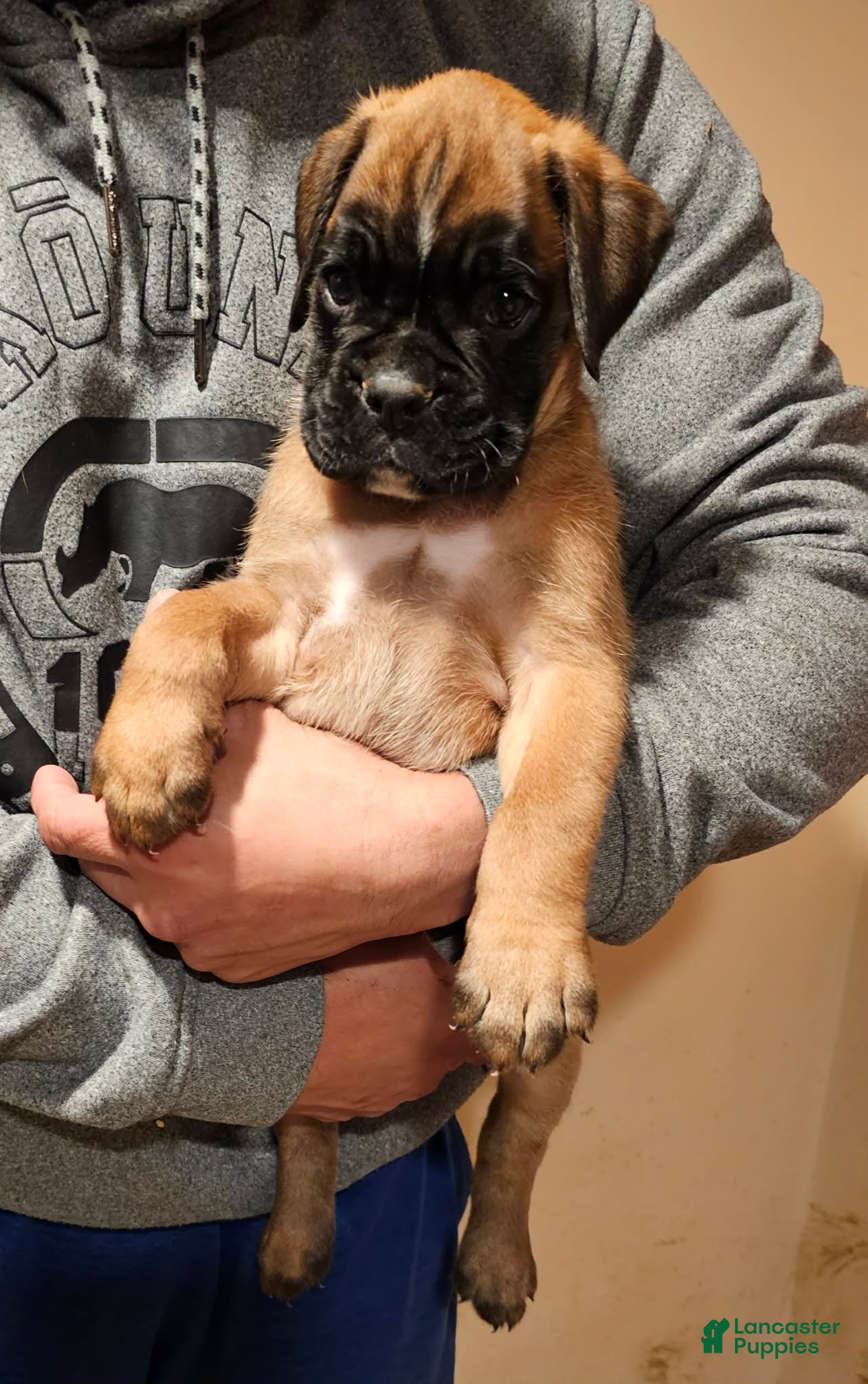 Boxer dogs for sale: Boy - Ad 2