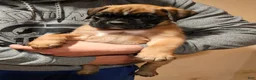 Boxer dogs for sale: Boy - Ad 2