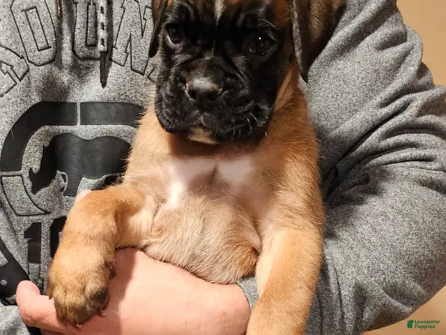 Boxer dogs for sale: Boy - Ad 2
