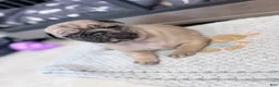 Pug dogs for sale: Bluey  - Ad 5