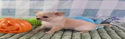 Chihuahua dogs for sale: Liam - Ad 12