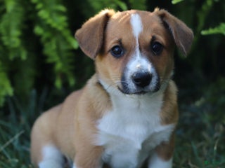 Mixed Breed dogs - Ad 15