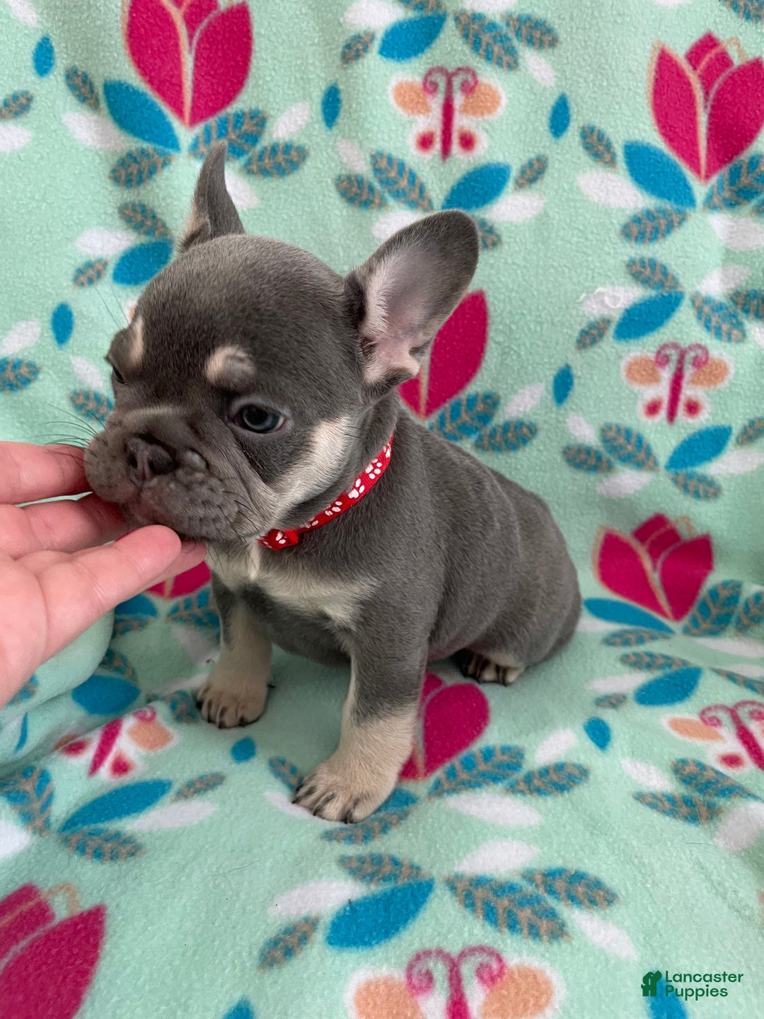 French Bulldog dogs for sale:  Puppy 6 - Ad 2