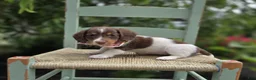 Miniature Dachshund dogs for sale: Fay - Ad 5