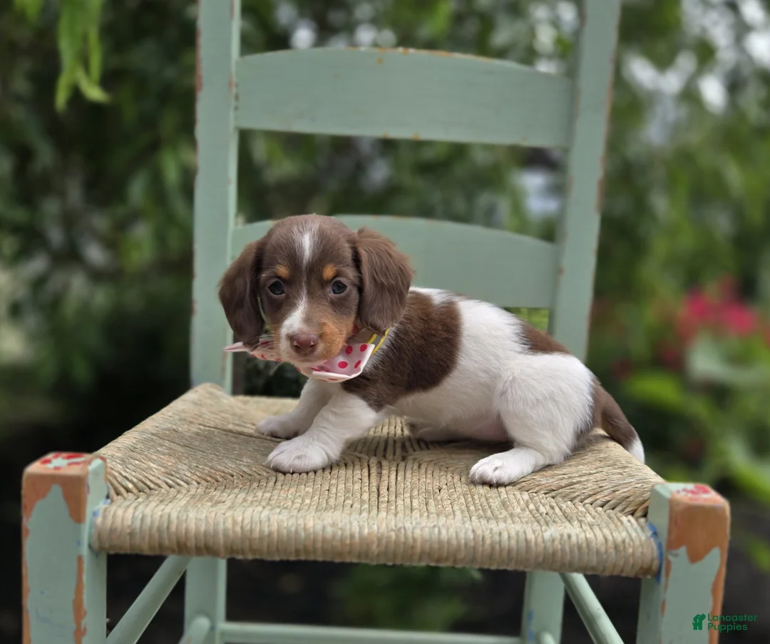 Miniature Dachshund dogs for sale: Fay - Ad 5