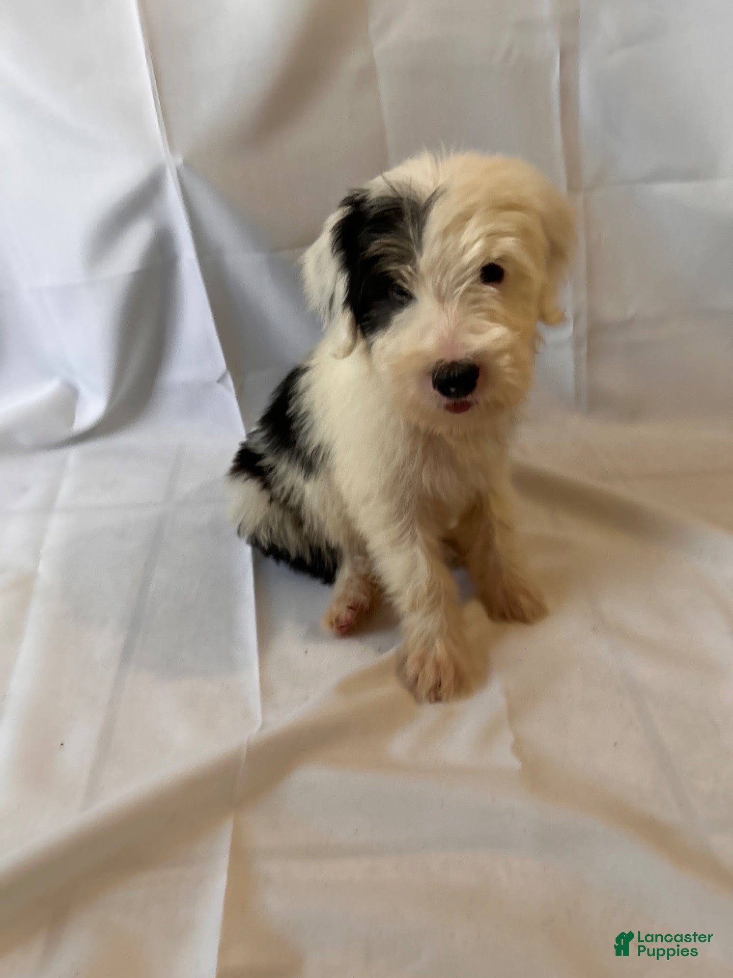 Old English Sheepdog dogs Old English Sheepdog 2 - Ad 2