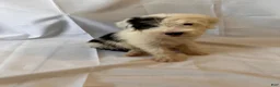 Old English Sheepdog dogs for sale: Old English Sheepdog 2 - Ad 1