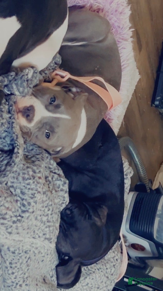 American Pit Bull Terrier dogs American Pit Bull Terrier Puppy 2 - Ad 6
