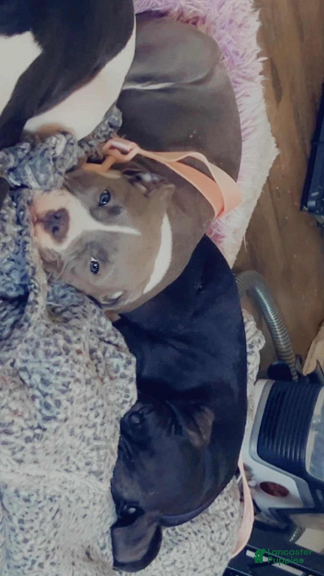 American Pit Bull Terrier dogs for sale: American Pit Bull Terrier Puppy 2 - Ad 1