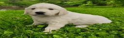 Golden Retriever dogs for sale: Molly - Ad 6
