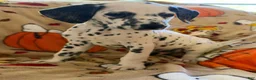 Dalmatian dogs for sale: Blue/Purple - Ad 3