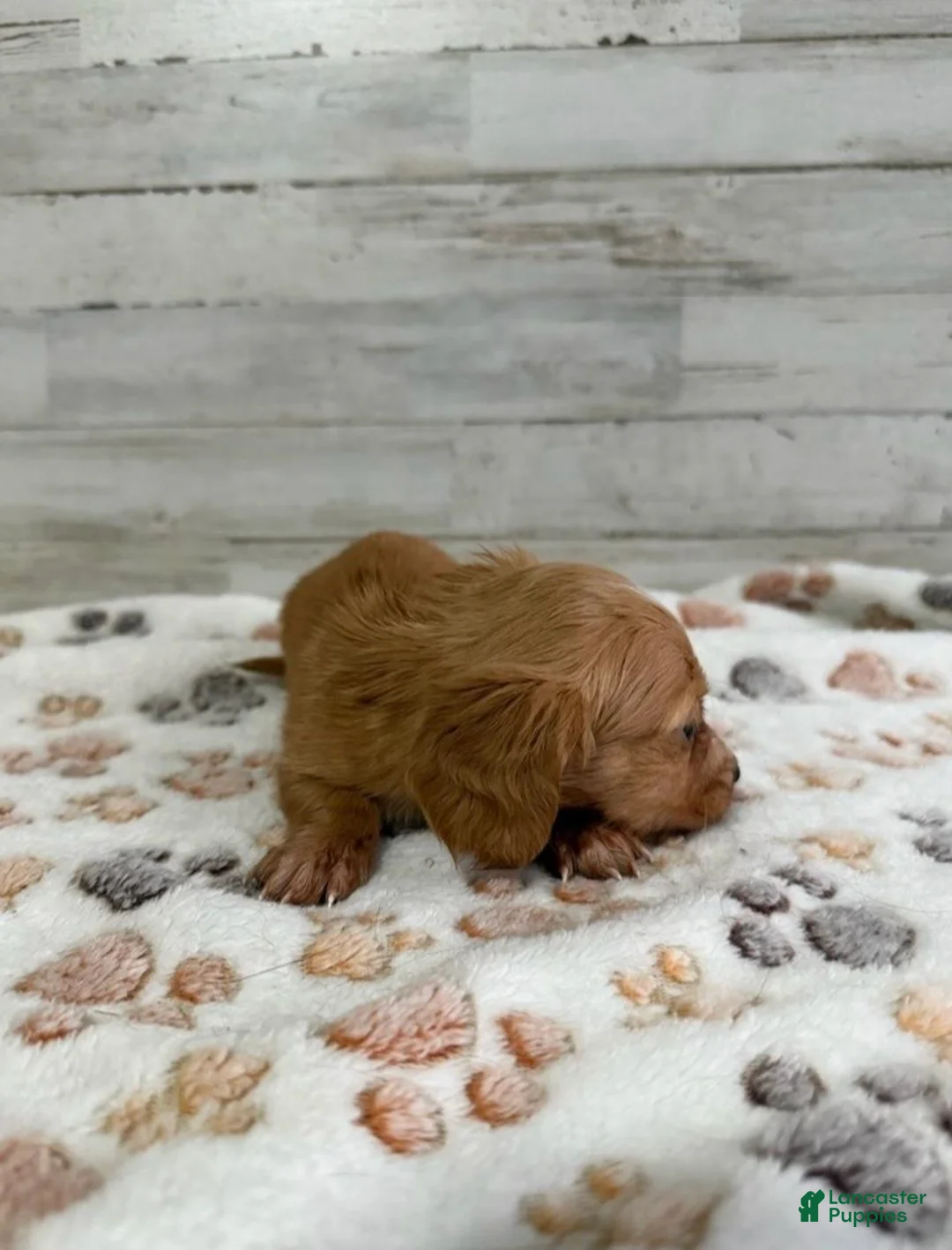 Dachshund dogs for sale: Bentley - Ad 2