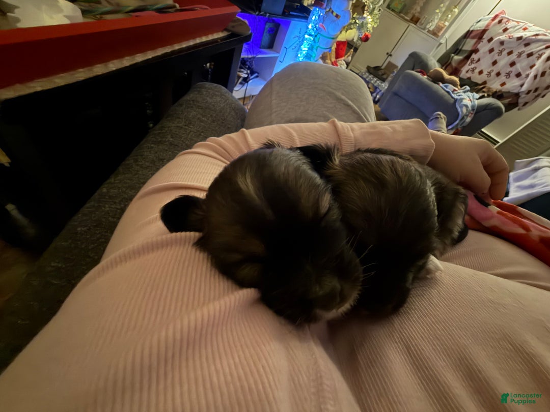 Chihuahua dogs for sale: Harold - Ad 11