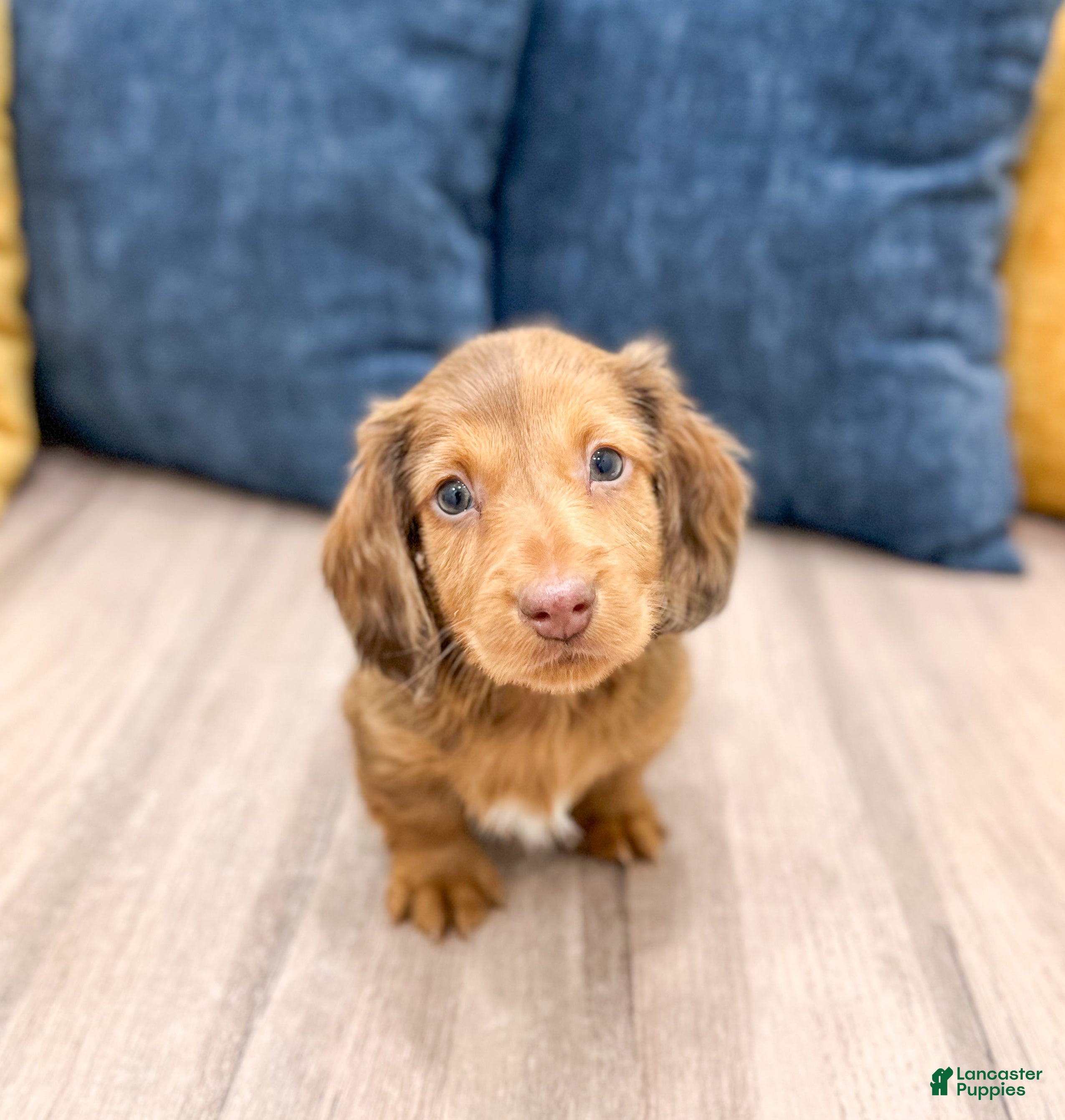 Miniature Dachshund dogs Tyson - Ad 34