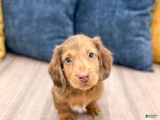 Miniature Dachshund dogs Tyson - Ad 34