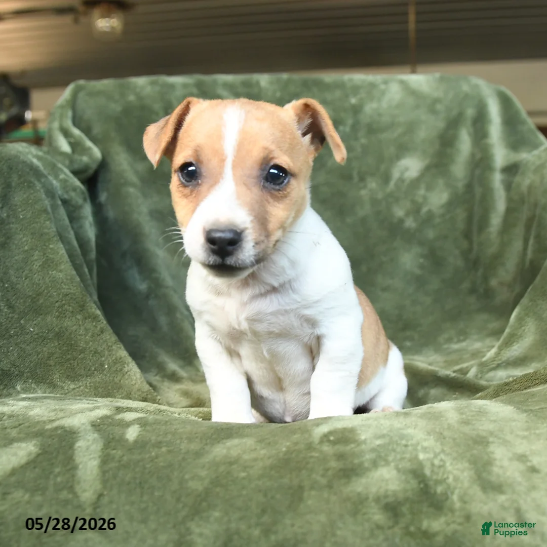 Jack Russell Terrier dogs for sale: Elvira - Ad 1