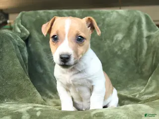 Jack Russell Terrier dogs for sale: Elvira - Ad 3
