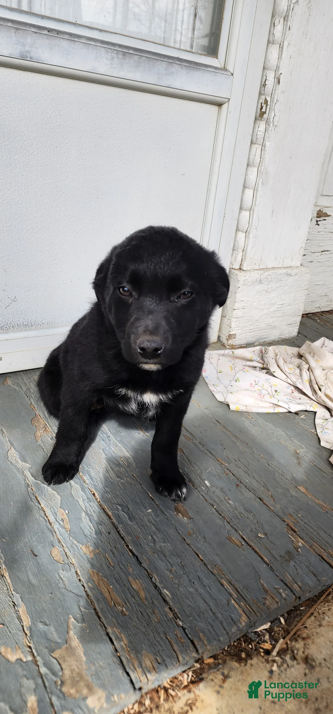 Mixed Breed dogs for sale: Mixed Breed Puppy 4 - Ad 1
