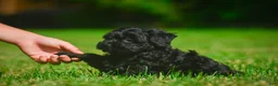 Mini Bernedoodle dogs for sale: Lilly - F1B - Ad 2