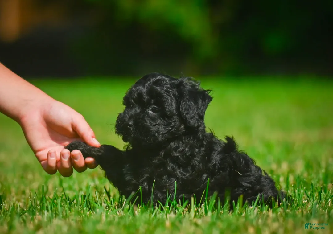 Mini Bernedoodle dogs for sale: Lilly - F1B - Ad 2