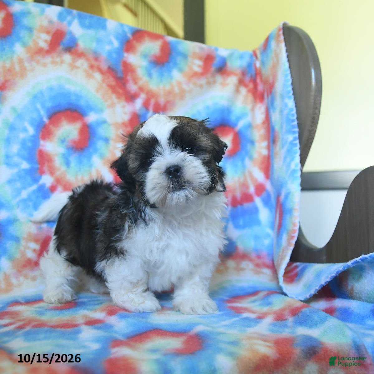 Shih Tzu dogs for sale: Cleo - Ad 1