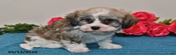 Havanese dogs for sale: Rex - Ad 5