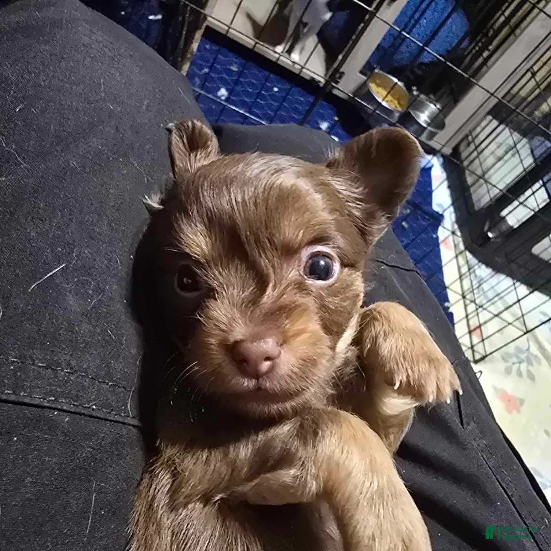Chihuahua dogs for sale: Dolly - Ad 2