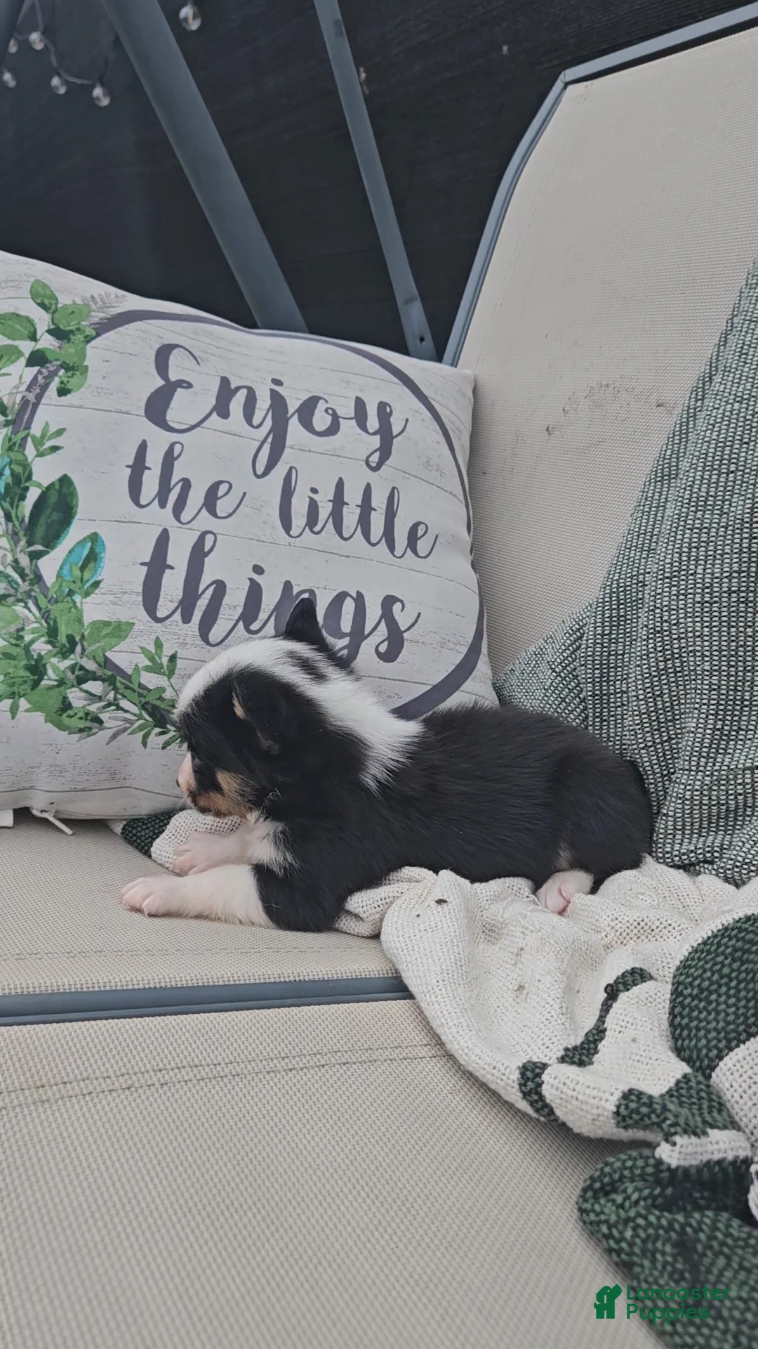 Mixed Breed dogs for sale: Roxy - Ad 4