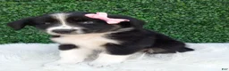 Australian Shepherd dogs for sale: Bubbles - Ad 4