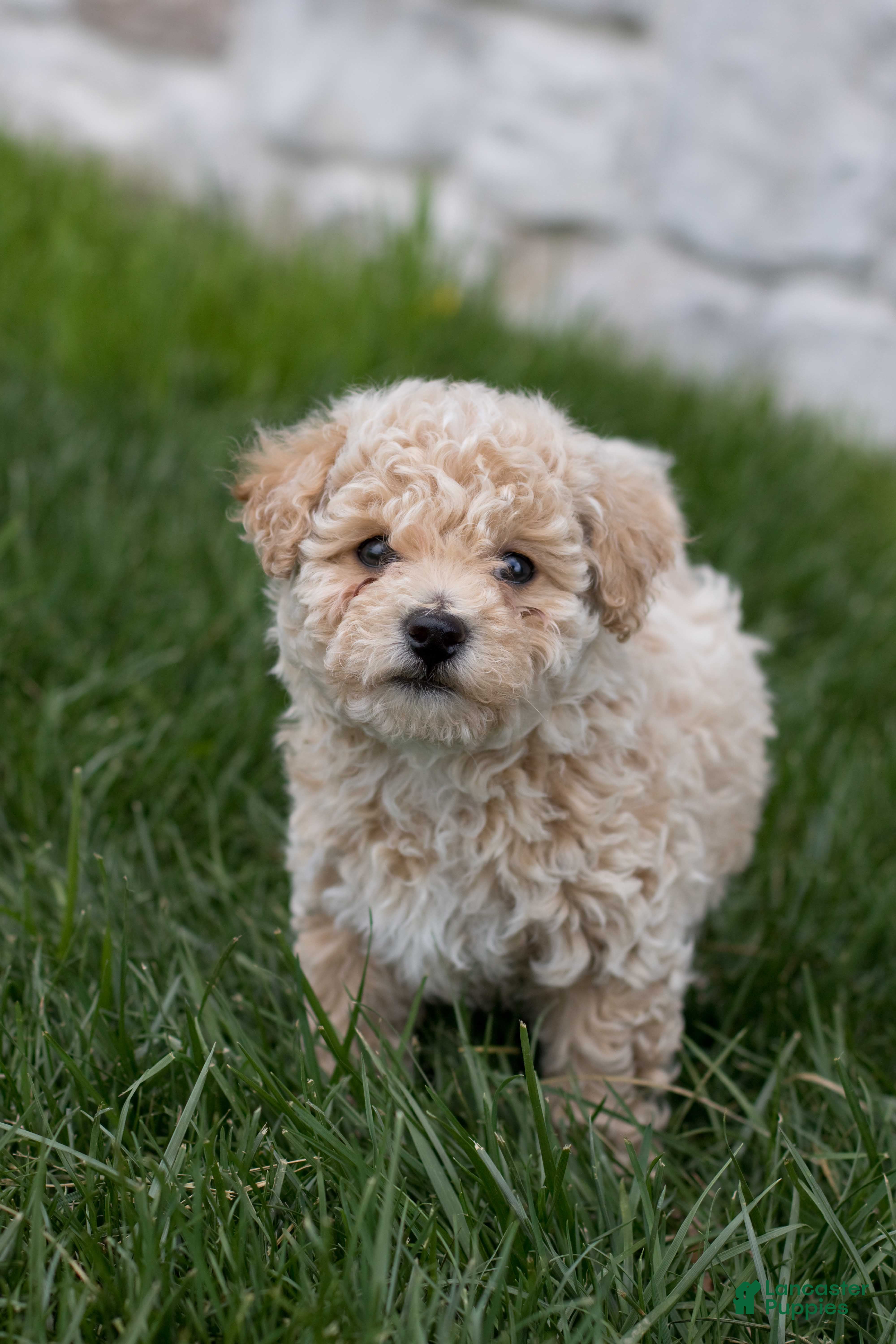 Bichpoo dogs Beau - Ad 1