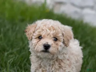 Bichpoo dogs for sale: Beau - Ad 2