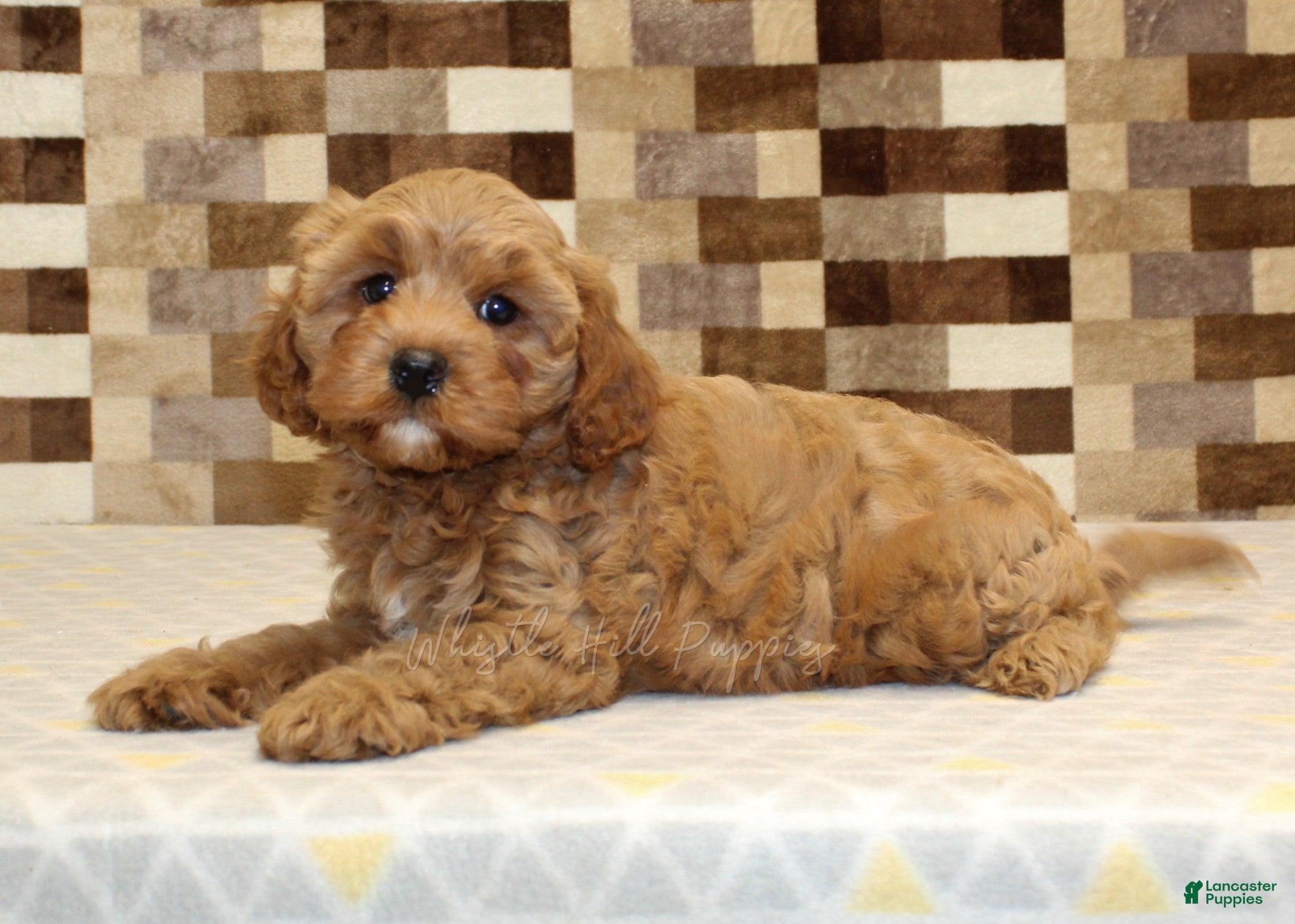 Cavapoo dogs Diego - Ad 2
