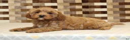 Cavapoo dogs for sale: Diego - Ad 2