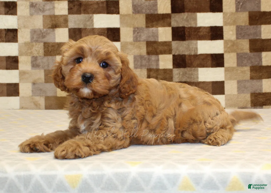 Cavapoo dogs for sale: Diego - Ad 2