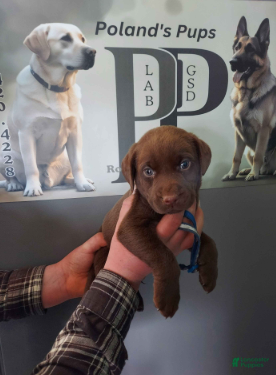 Labrador Retriever dogs Twix - Ad 1