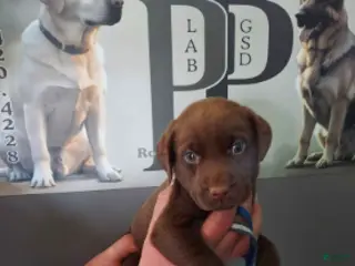 Labrador Retriever dogs for sale: Twix - Ad 3
