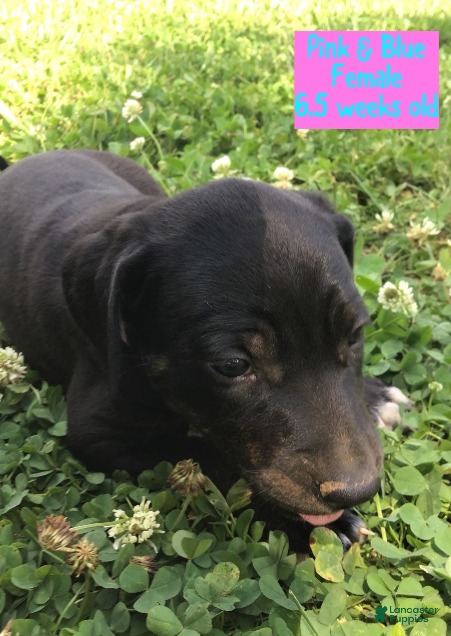 Catahoula Leopard Dog dogs Billie, Female - Ad 2