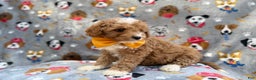 Cavapoo dogs for sale: Jag - Ad 4