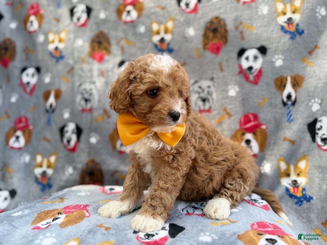 Cavapoo dogs for sale: Jag - Ad 4