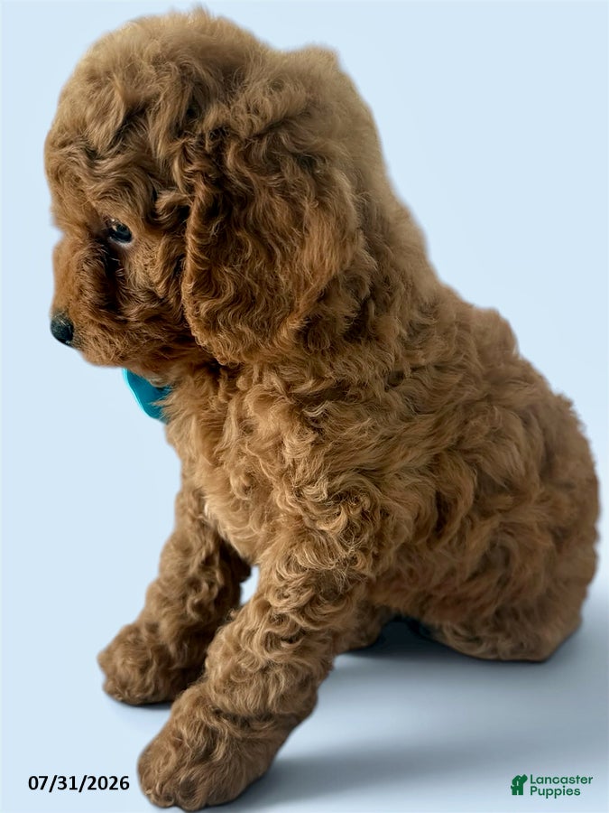 Mini Goldendoodle dogs Cooper - Ad 2