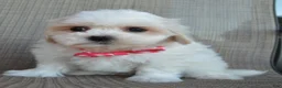 Maltipoo dogs for sale: Maggie - Ad 5
