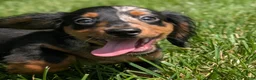 Miniature Dachshund dogs for sale: Miniature Dachshund 2 - Ad 3