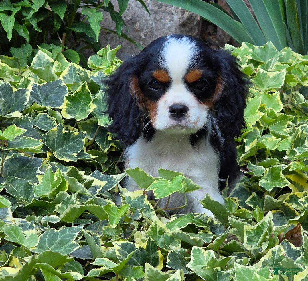 Cavalier King Charles Spaniel dogs for sale: Commet - Ad 2