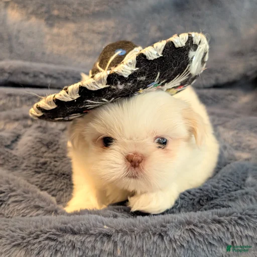 Gallery Image {{count}}